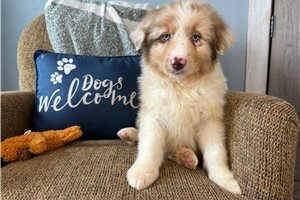 Duke - puppy for sale