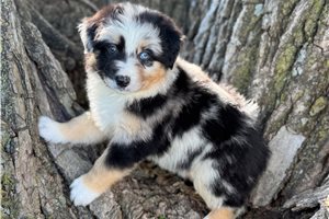 Beau - Australian Shepherd for sale