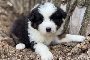 Skeeter - puppy for sale