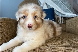 Duke - puppy for sale