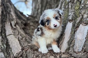 Sophia - Australian Shepherd for sale