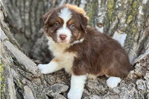 Tank - Australian Shepherd for sale