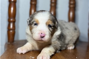 Levi - puppy for sale