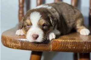 Jack - Australian Shepherd for sale