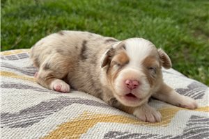 Rino - Australian Shepherd for sale