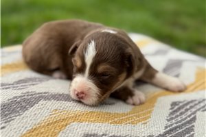 River - puppy for sale