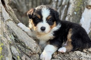Cassidy - Australian Shepherd for sale