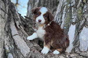 Carolina - Australian Shepherd for sale