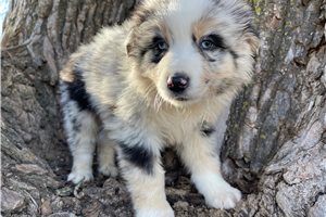 Altas - puppy for sale