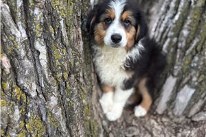Bear - Australian Shepherd for sale