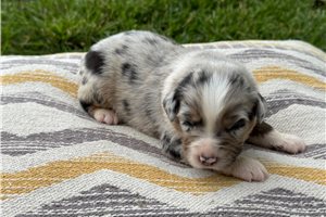 Charlie - Australian Shepherd for sale