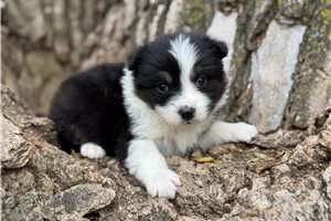 Lady - Australian Shepherd for sale
