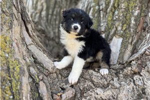 Dottie - Australian Shepherd for sale