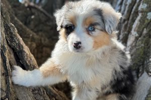 Daisy - puppy for sale