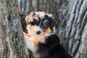 Lucy - puppy for sale