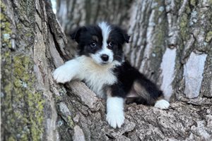 Lady - Australian Shepherd for sale