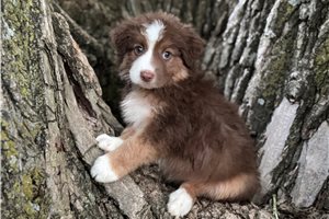 Jett - puppy for sale