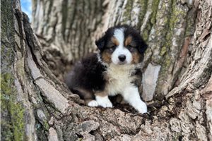 Bear - Australian Shepherd for sale