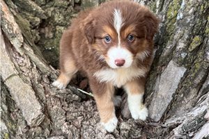 River - Australian Shepherd for sale
