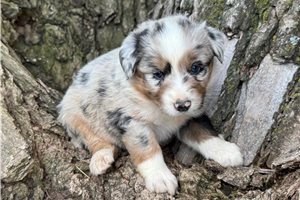 Charlie - Australian Shepherd for sale