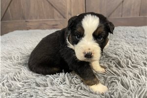 Kai - puppy for sale
