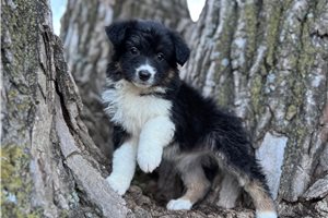 Dottie - Australian Shepherd for sale