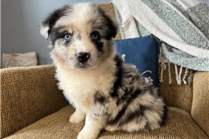 Bo - puppy for sale
