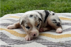 Stormy - Australian Shepherd for sale
