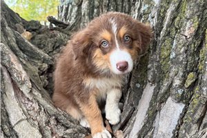 River - Australian Shepherd for sale