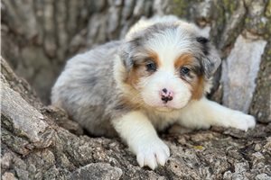 Levi - Australian Shepherd for sale