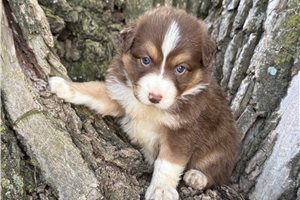 River - Australian Shepherd for sale