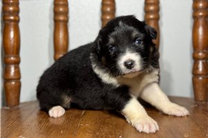 Dottie - puppy for sale