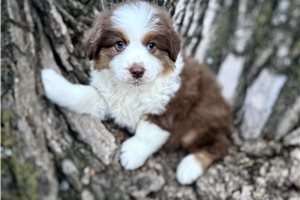 Willow - Australian Shepherd for sale