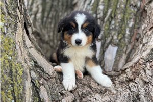 Cassidy - Australian Shepherd for sale