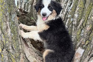 Angus - Australian Shepherd for sale