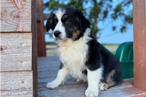 Nessie - Australian Shepherd for sale