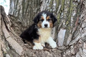 Bear - Australian Shepherd for sale