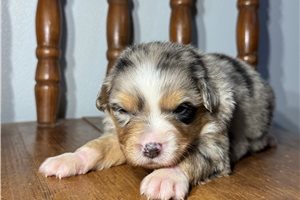 Indi - puppy for sale
