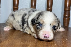 Sophia - puppy for sale