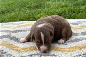 Emmy - Australian Shepherd for sale