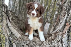 Tank - Australian Shepherd for sale