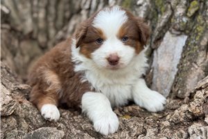 Willow - puppy for sale