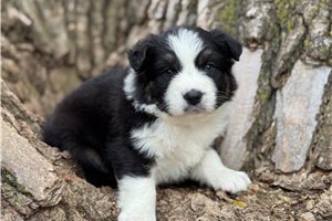Nessie - puppy for sale