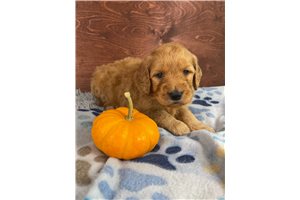 Stefan - Goldendoodle for sale