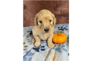 Stone - Goldendoodle for sale