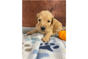 Shep - Goldendoodle for sale