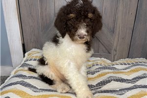 Samson - Poodle, Standard for sale