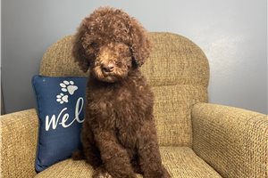Case - Standard Poodle for sale