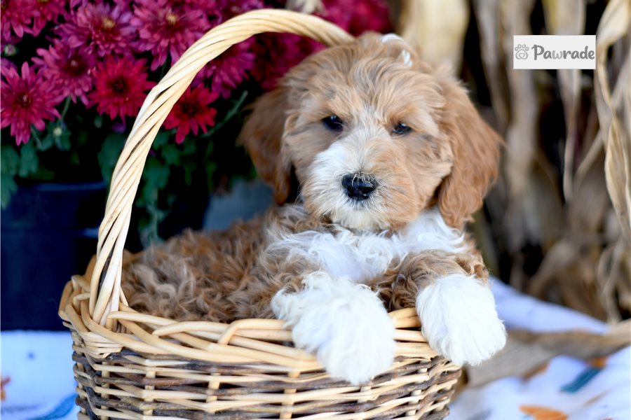 Halo - Cockapoo for sale