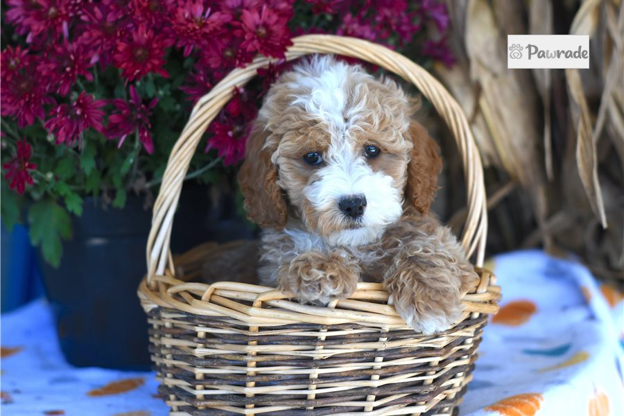Hank, male Cockapoo puppy for sale